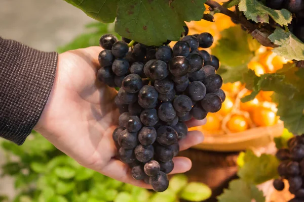 Mãos segurando um monte de uvas — Fotografia de Stock