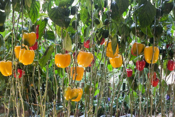 Yellow and red pepper capsicum on the pepper tree — Stock Photo, Image