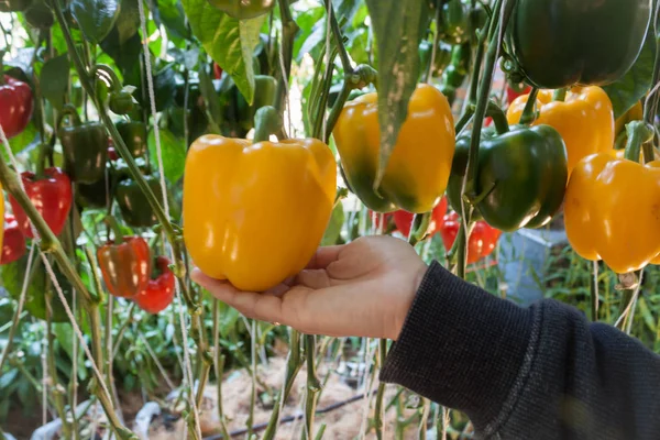 Gul och röd peppar capsicum på peppar träd — Stockfoto