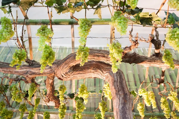 Bunches of grapes hang from a vine — Stock Photo, Image