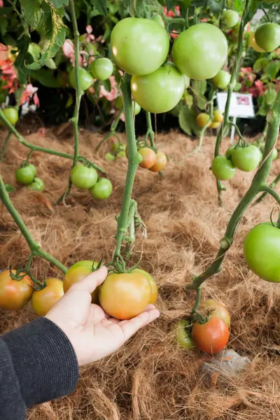 Asma üzerinde büyüyen olgun taze domates — Stok fotoğraf