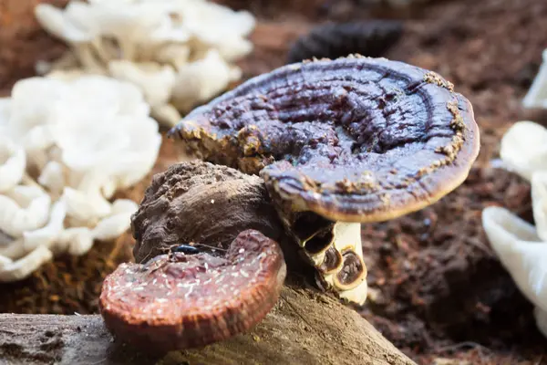 Fresh reishi mushroom for display — Stock Photo, Image