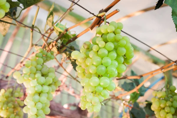 Bunches of grapes hang from a vine — Stock Photo, Image