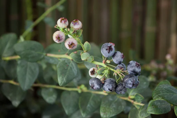 Blueberries ripening on the bush — Stock Photo, Image