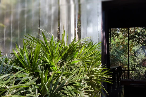 Jardín decorado en cafetería — Foto de Stock