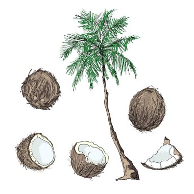 Hindistan cevizi. Bütün Hindistan cevizi, yarım, bölüm ve palmiye. Meyve kümesi. Düz tasarım grafik öğeleri.