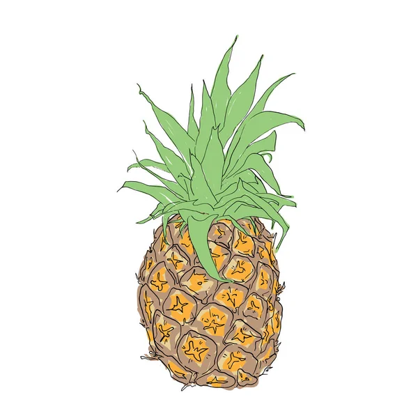 Ananas frais entiers — Image vectorielle