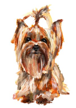Köpek Yorkshire Teriyeri