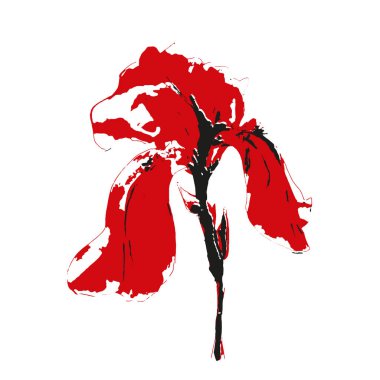 İris çiçeği beyaz zemin üzerine