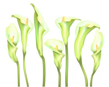 Çiçekler Callas beyaz bir arka plan üzerinde