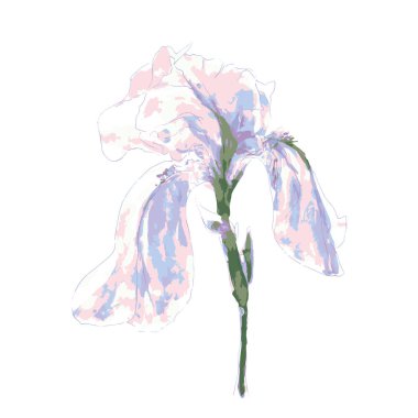 İris çiçeği beyaz zemin üzerine