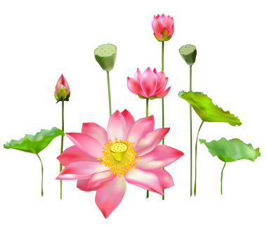 Çiçekler, tomurcukları ve lotus yapraklarının.