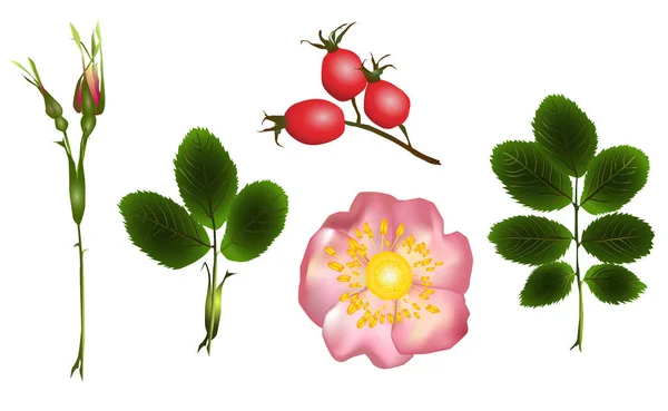 Kwiaty, pąki i liście dzikiej róży — Wektor stockowy