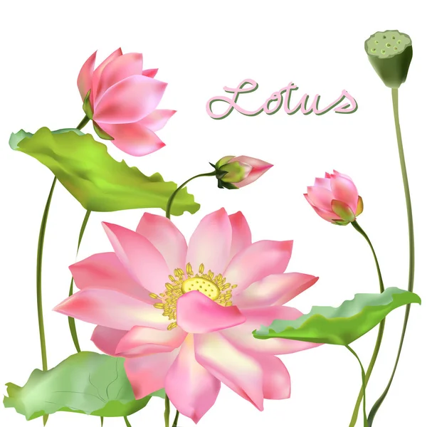 Blüten, Knospen und Blätter des Lotus. — Stockvektor