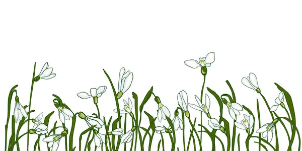 Spring flowers snowdrops. — Stock Vector