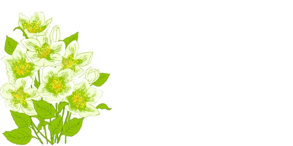 Frühlingsblumen Jasmin — Stockvektor