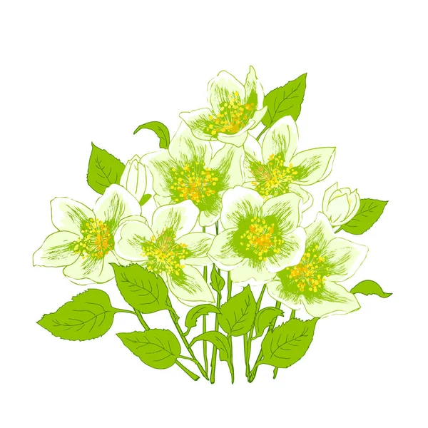 Flores de primavera jazmín — Archivo Imágenes Vectoriales