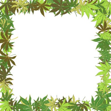 Beyaz üzerinde marihuana kenevir yaprakları olan çerçeve. El yapımı kenevir yaprakları. Marihuana Yasallaştırma. Paketleme malzemeleri için şablon, afiş, web tasarımı. Vektör