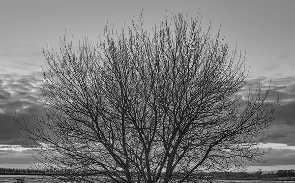 Landschaft Himmel Winter Schnee Baum Zug Natur Eisenbahn Eisenbahn Bäume — Stockfoto