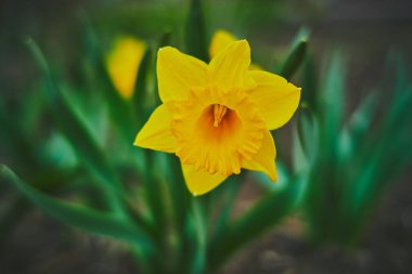 Bahçedeki sarı nergisler