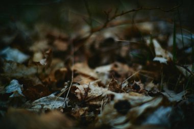 Ormanda çimenler ve yapraklar