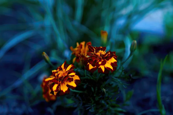 Apelsinblomma Trädgården — Stockfoto