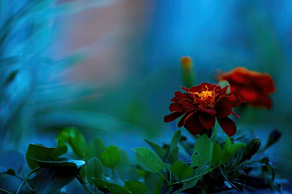 Оранжевый Цветок Саду — стоковое фото
