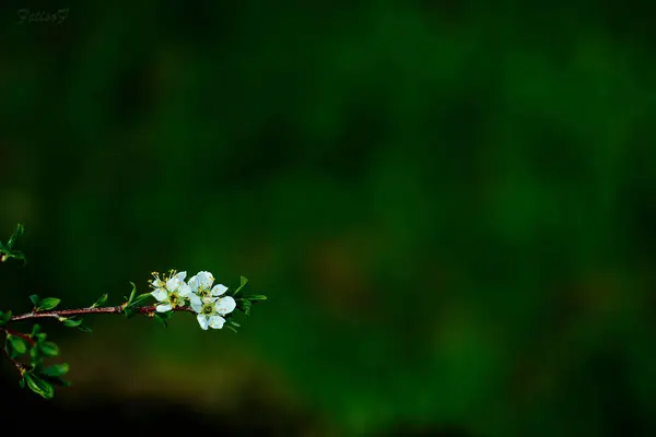 Folhas Verdes Flores Ramo — Fotografia de Stock