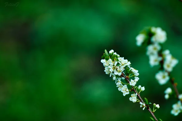 Gröna Blad Och Blommor Gren — Stockfoto