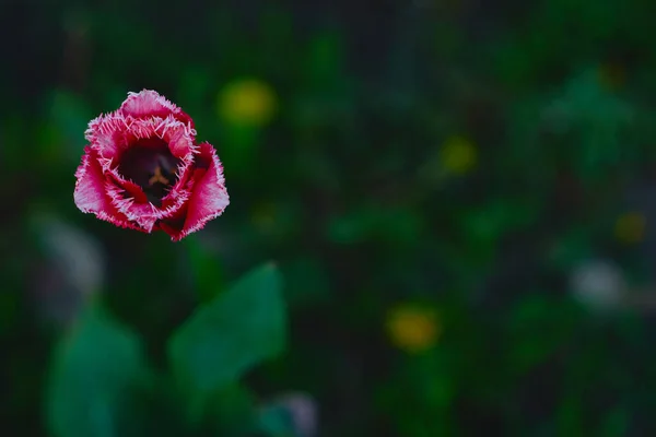 Рожеві Тюльпани Саду Заході Сонця — стокове фото