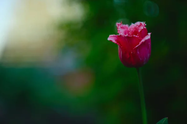 Ροζ Τουλίπες Στον Κήπο Ηλιοβασίλεμα — Φωτογραφία Αρχείου