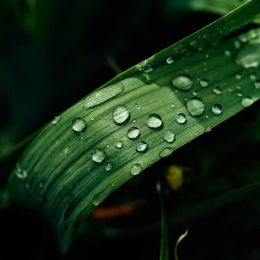 Vadideki zambak yapraklarının üzerine yağmur üstüne su damlaları.