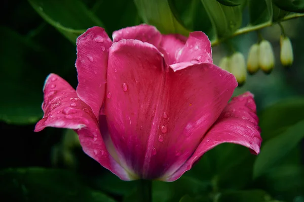 Розовый Тюльпан Саду После Дождя — стоковое фото