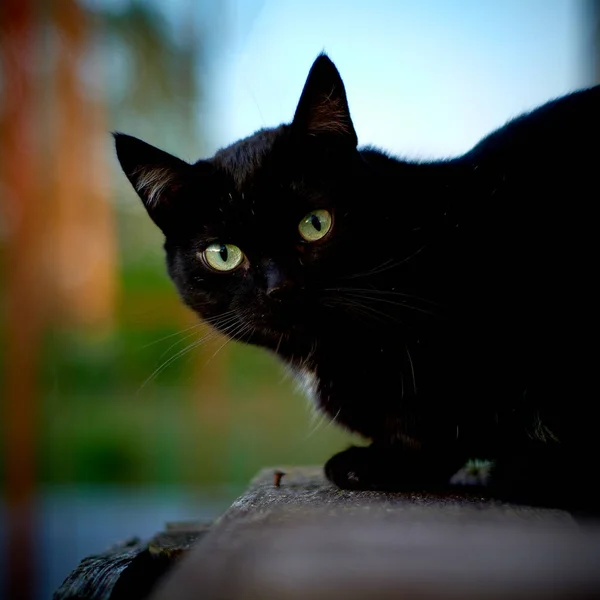 Black Cat Yellow Eyes — Stock Photo, Image