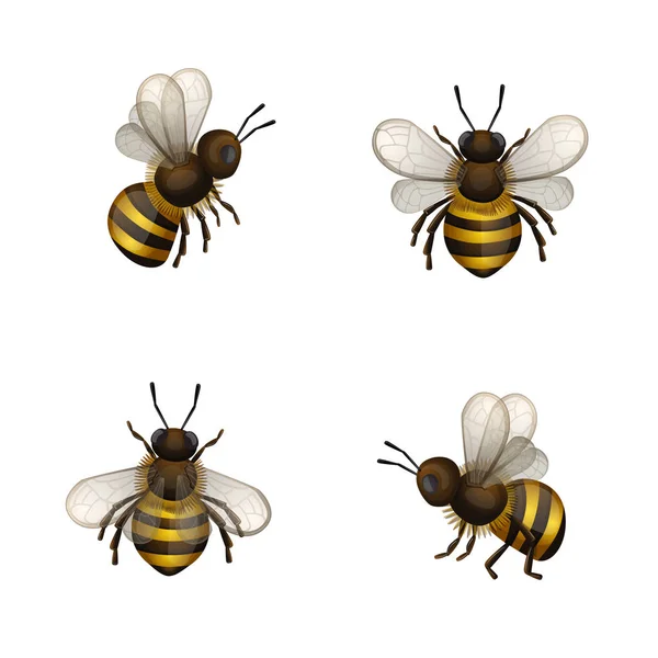 Conjunto Abejas Aisladas Blanco — Archivo Imágenes Vectoriales