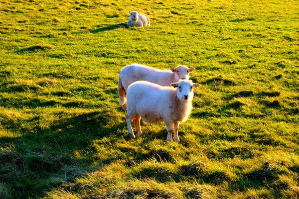 Zwei Schafe auf einem Feld, die in die Kamera starren — Stockfoto