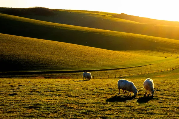 Sussex, Hills ile üç koyun otlatma bir alanda ön planda inişli çıkışlı düşük döküm yüksek ışık ve tepelerin üzerinde gölgeler nurudur