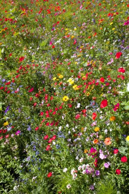 alan yaz kır çiçekleri, papatya, haşhaş, çok renkli, sarı, yeşil, mavi, kırmızı, renkler