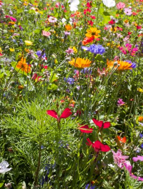 alan yaz kır çiçekleri, papatya, haşhaş, çok renkli, sarı, yeşil, mavi, kırmızı, renkler