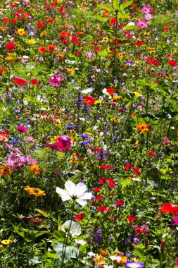 alan yaz kır çiçekleri, papatya, haşhaş, çok renkli, sarı, yeşil, mavi, kırmızı, renkler