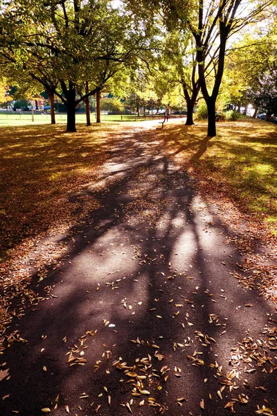 Baixo outono luz solar fluindo através de árvores no parque da cidade — Fotografia de Stock