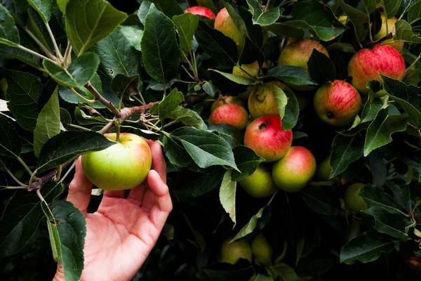 Close Van Een Kaukasische Midden Leeftijd Dames Hand Reiken Aan — Stockfoto