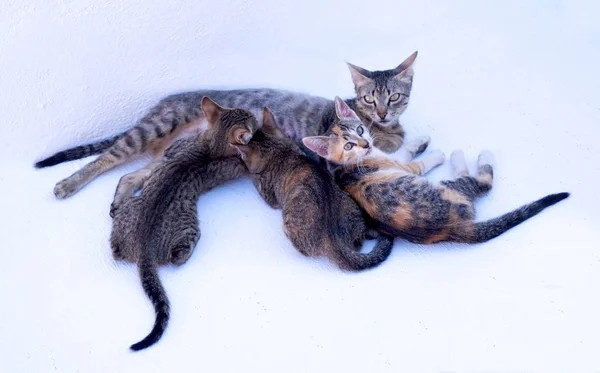 3 gatinhos e gato mãe — Fotografia de Stock