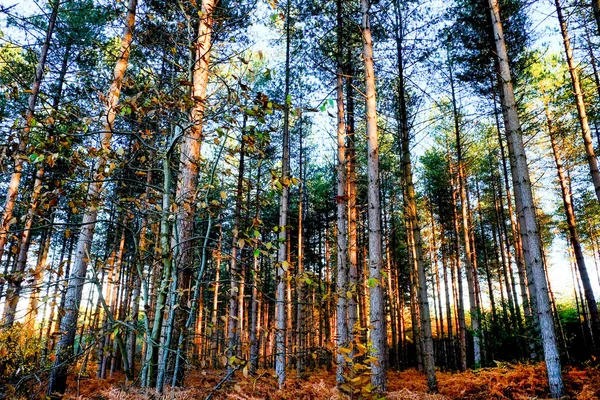 Mencari Melalui Hutan Musim Gugur Jatuh Dengan Sekitar Panjang Pohon — Stok Foto