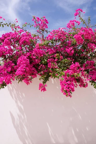 Pink Bougainvillea on white washed wall, — Stock Photo, Image