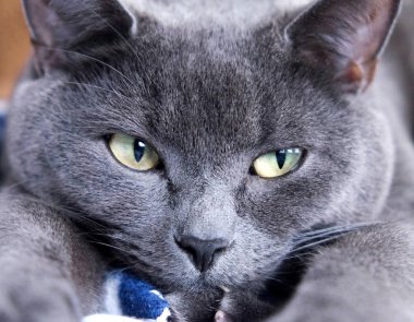 İngiliz mavi kedi yalan aşağı, paws açık dışarı th doğru gerilmiş