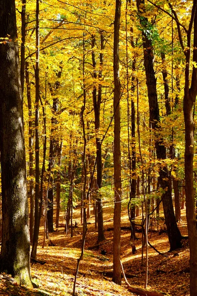 golden leaves on trees in a wood in the autumn