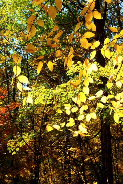 close up of golden leaves on trees in a wood in the autumn
