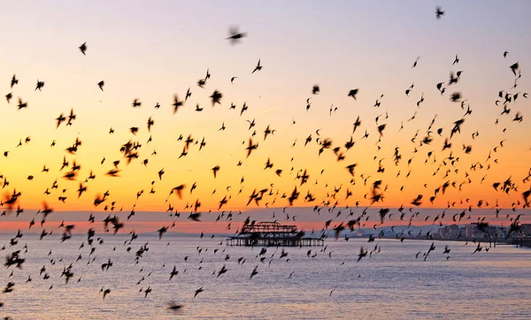 Estorninhos voando em formação ao pôr do sol em frente ao cais oeste Bri — Fotografia de Stock