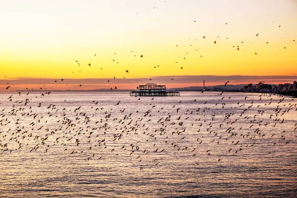 Hundratals starling flyin i formation vid solnedgången framför väster — Stockfoto